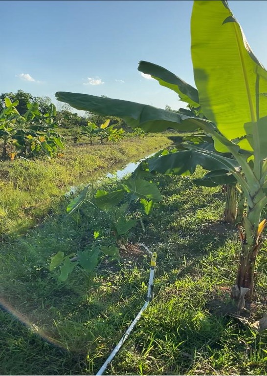 PERANCANGAN PENYIRAM TANAMAN SAYUR MENGGUNAKAN TELEGRAM DAN NODEMCU